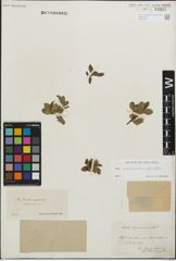 Foto von Salix kitaibeliana Willd. x Salix phylicifolia L.